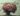 BRAIN ROT …The Silent Crisis Chasing Cognitive Health
