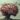 BRAIN ROT …The Silent Crisis Chasing Cognitive Health